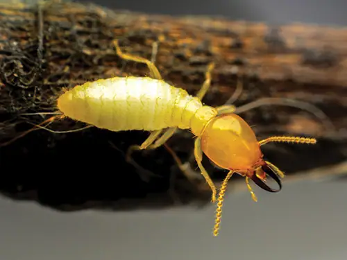 Traitement contre les insectes de charpente